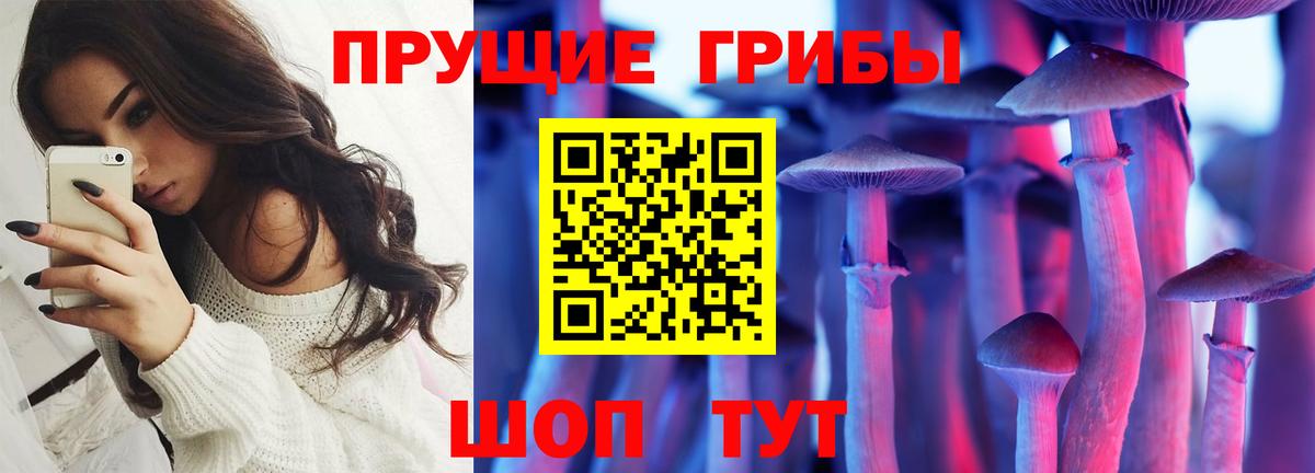 Галлюциногенные грибы Psilocybe Карачаевск